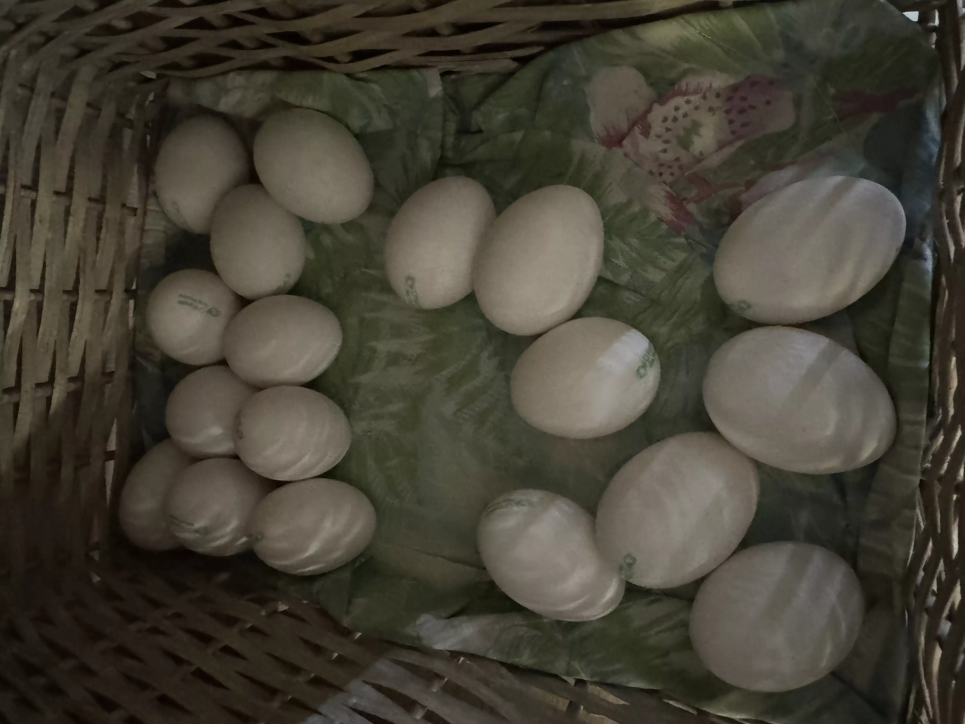 Oeuf BIO
